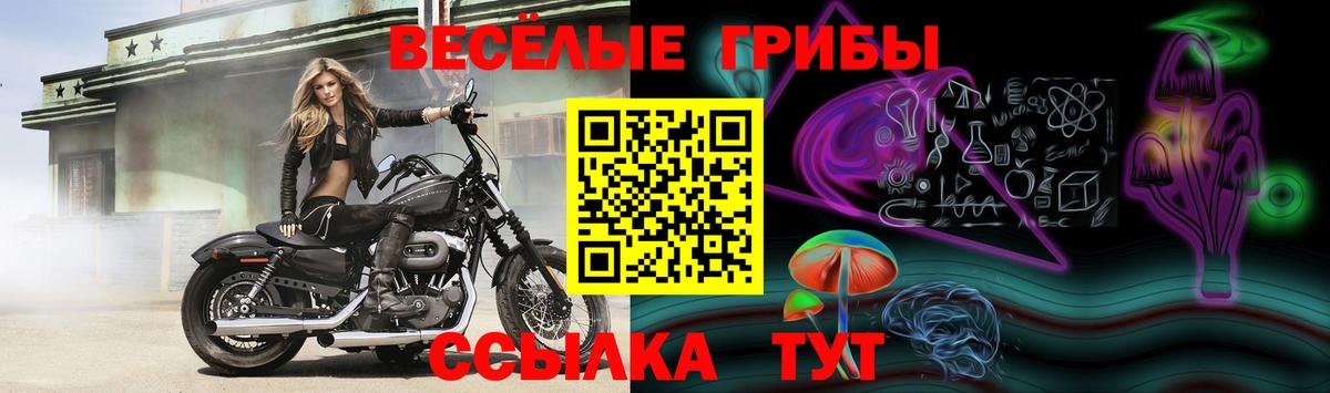 Галлюциногенные грибы Psilocybe Алексеевка
